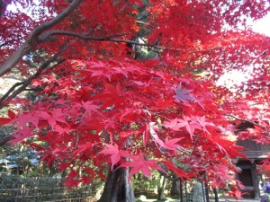 平林寺①